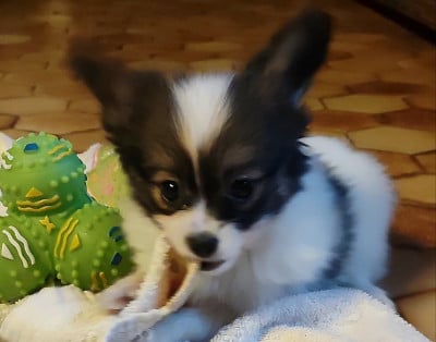 Les chiots de Epagneul nain Continental (Papillon)