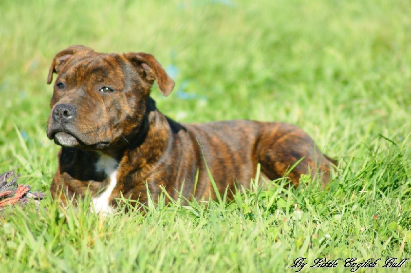 Publication : The Little English Bull Auteur : By little english bull