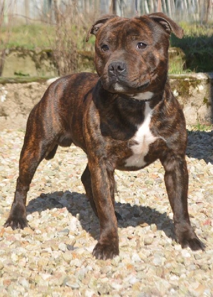 Publication : The Little English Bull Auteur : By little english bull