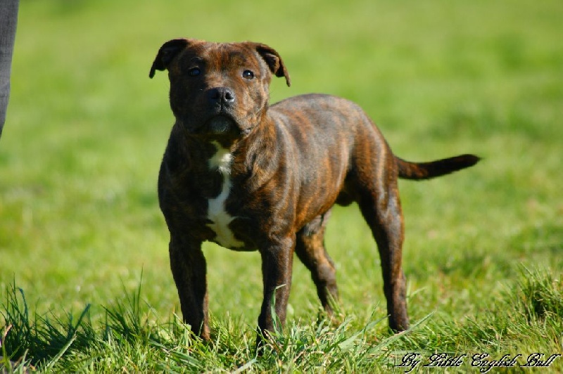 Publication : The Little English Bull Auteur : By little english bull