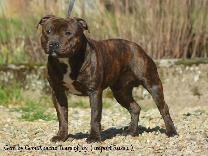 Publication : The Little English Bull Auteur : By little english bull