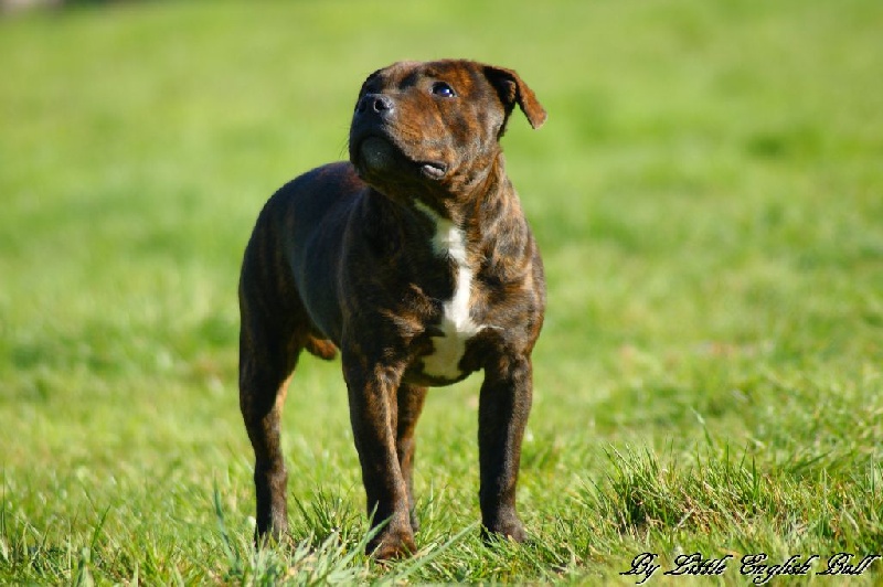 Publication : The Little English Bull Auteur : By little english bull