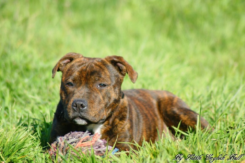 Publication : The Little English Bull Auteur : By little english bull