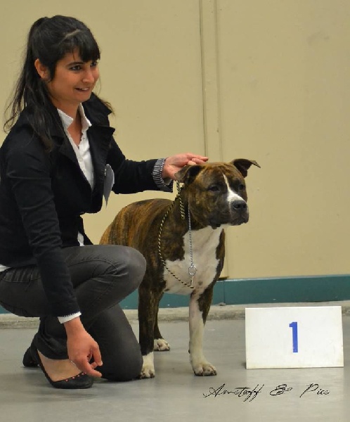 CH. Jetsan cans juansa - 1 exc jeune