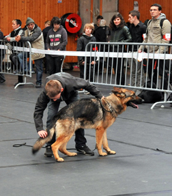 Gwapa Du Territoire Des Anges - 1er Excellent Classe Intermédiaire Femelle