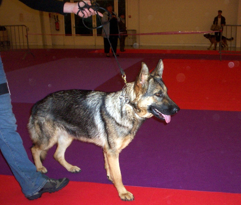 Gwapa Du Territoire Des Anges - 1er Excellent classe Jeune femelles