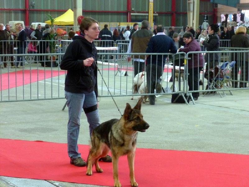 Gwapa Du Territoire Des Anges - 1er Excellent Classe Intermédiaire Femelle RCAC-RCACIB