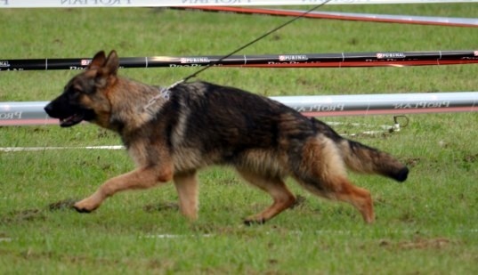 Gwapa Du Territoire Des Anges - 5ème Très Prometteur classe 6/9 mois