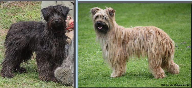 Chiot Elevage Des Terres Du Kerala Eleveur De Chiens