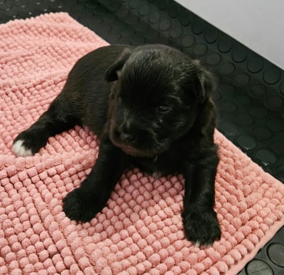 Les chiots de Berger des Pyrenees à poil long
