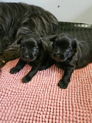 Les chiots de Berger des Pyrenees à poil long
