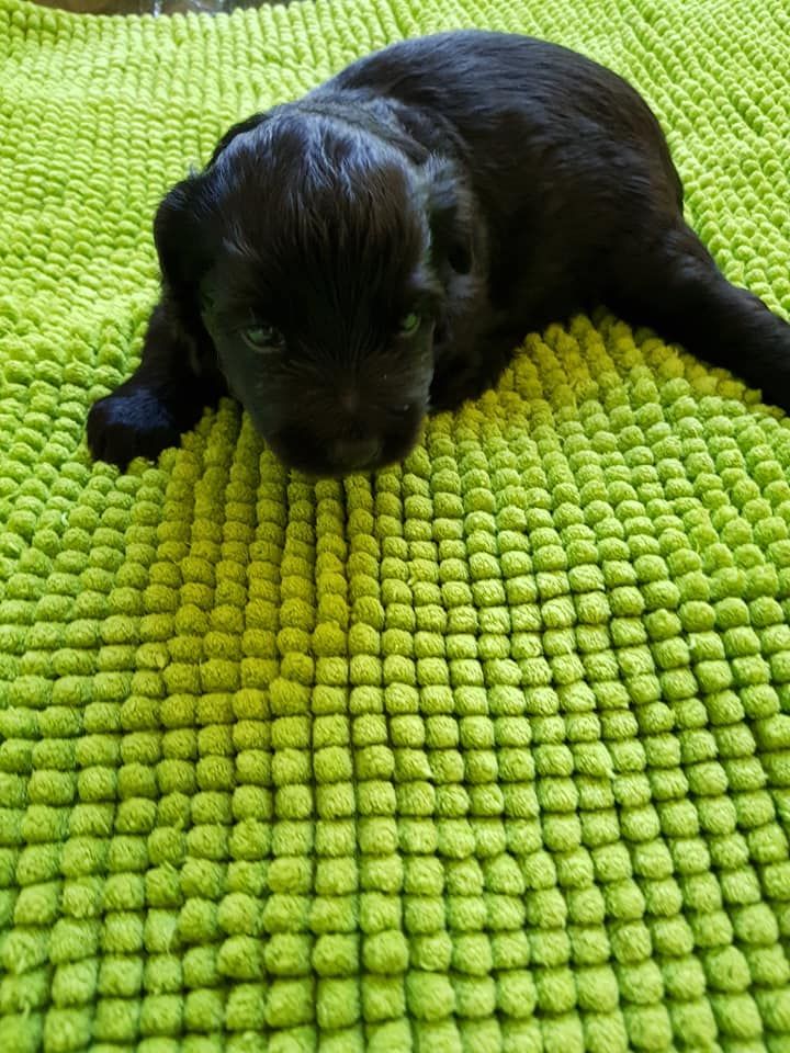 CHIOT - Berger des Pyrenees à poil long
