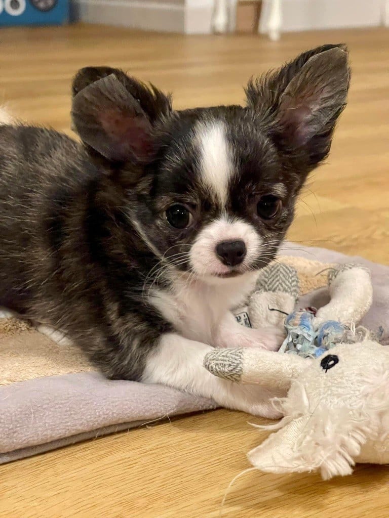 Publication : Des Minis Boss