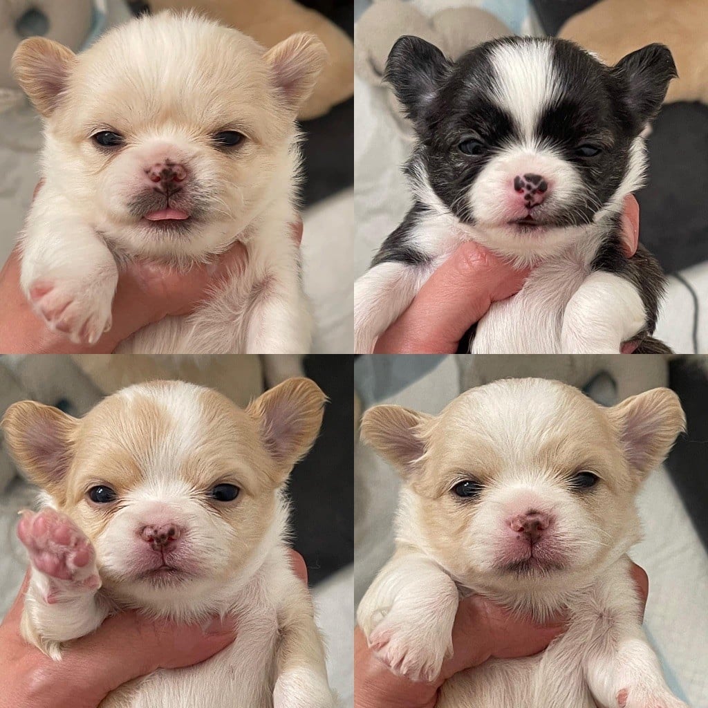 Publication : Des Minis Boss