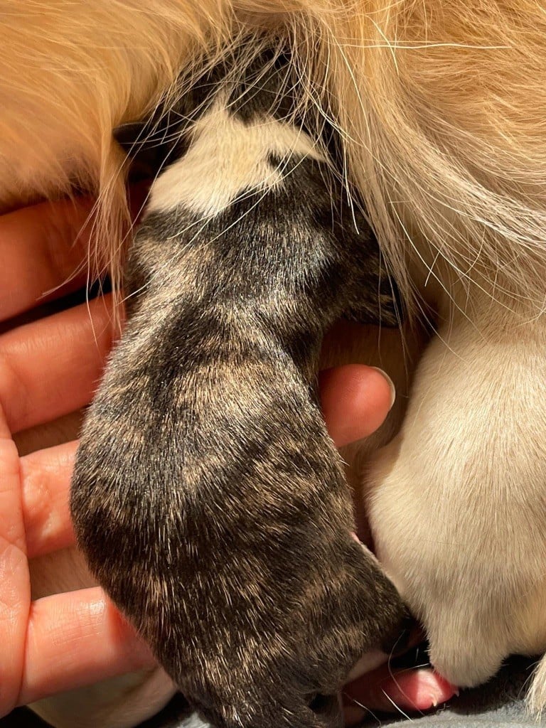 Publication : Des Minis Boss