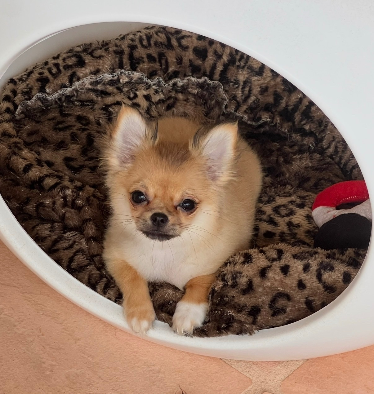 U're the Queen B' Des Minis Boss