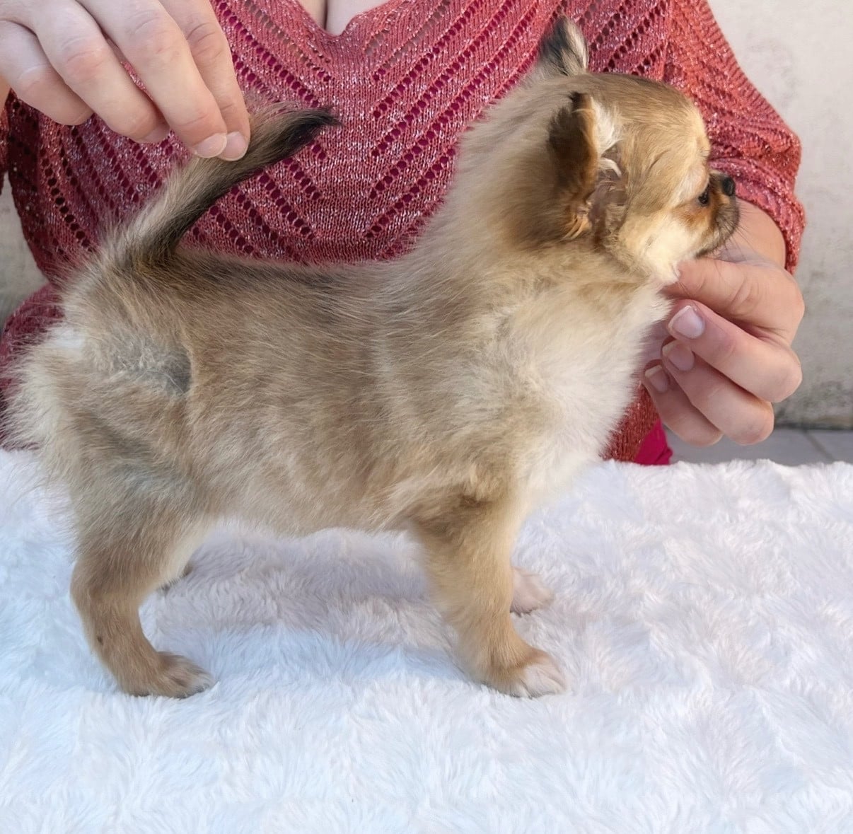 U're the Queen B' Des Minis Boss