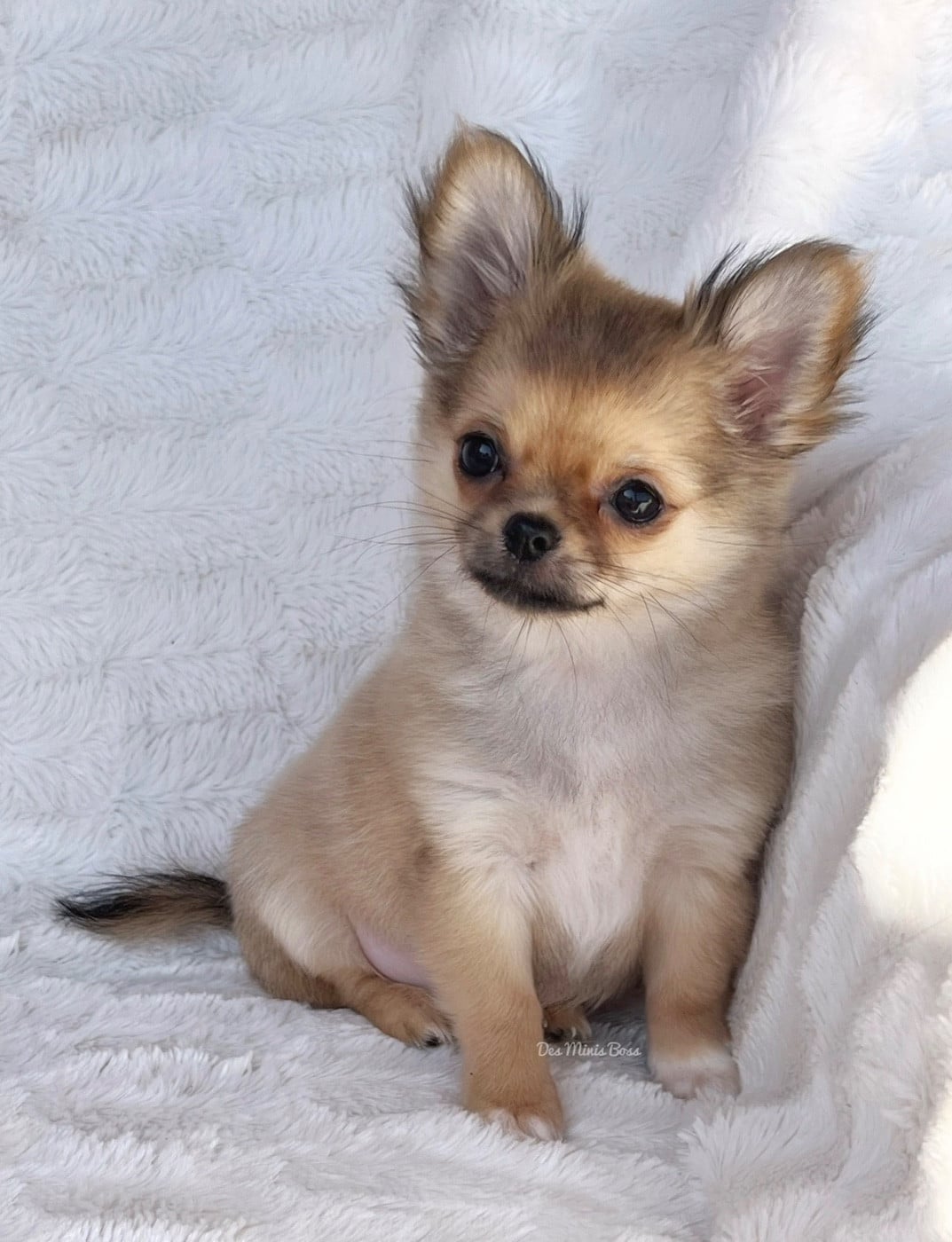 U're the Queen B' Des Minis Boss