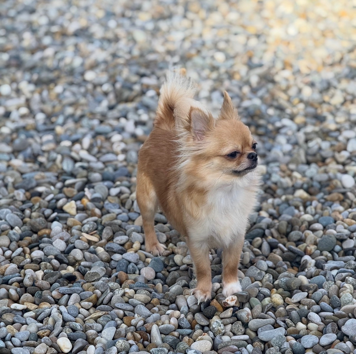 U're the Queen B' Des Minis Boss