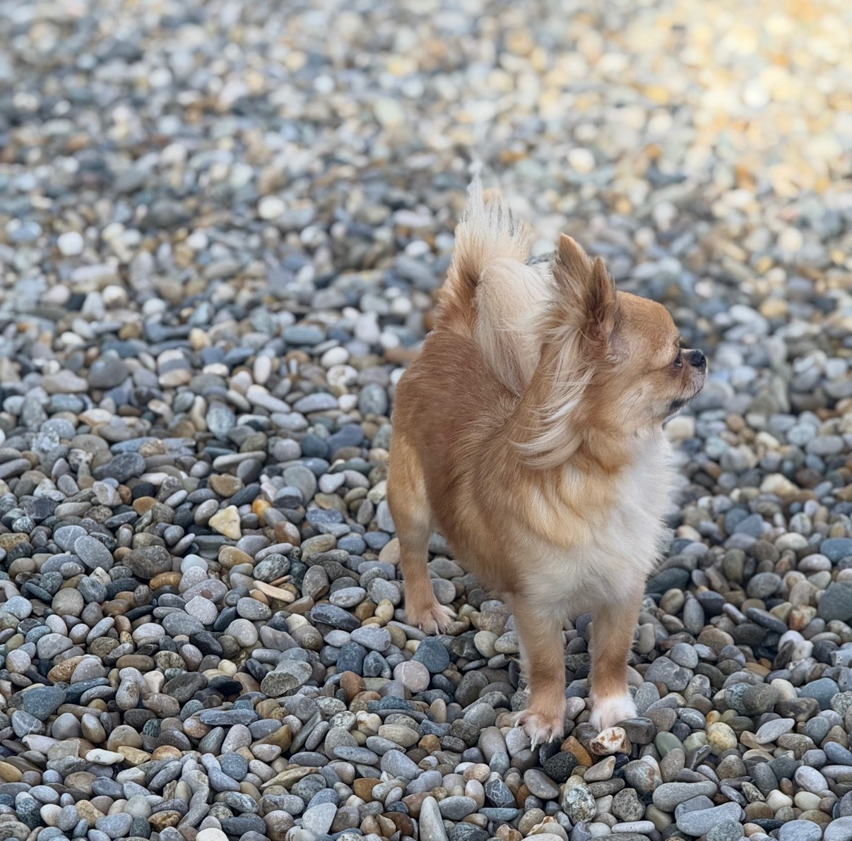 U're the Queen B' Des Minis Boss