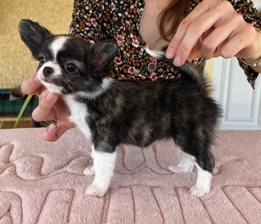 Publication : Des Minis Boss