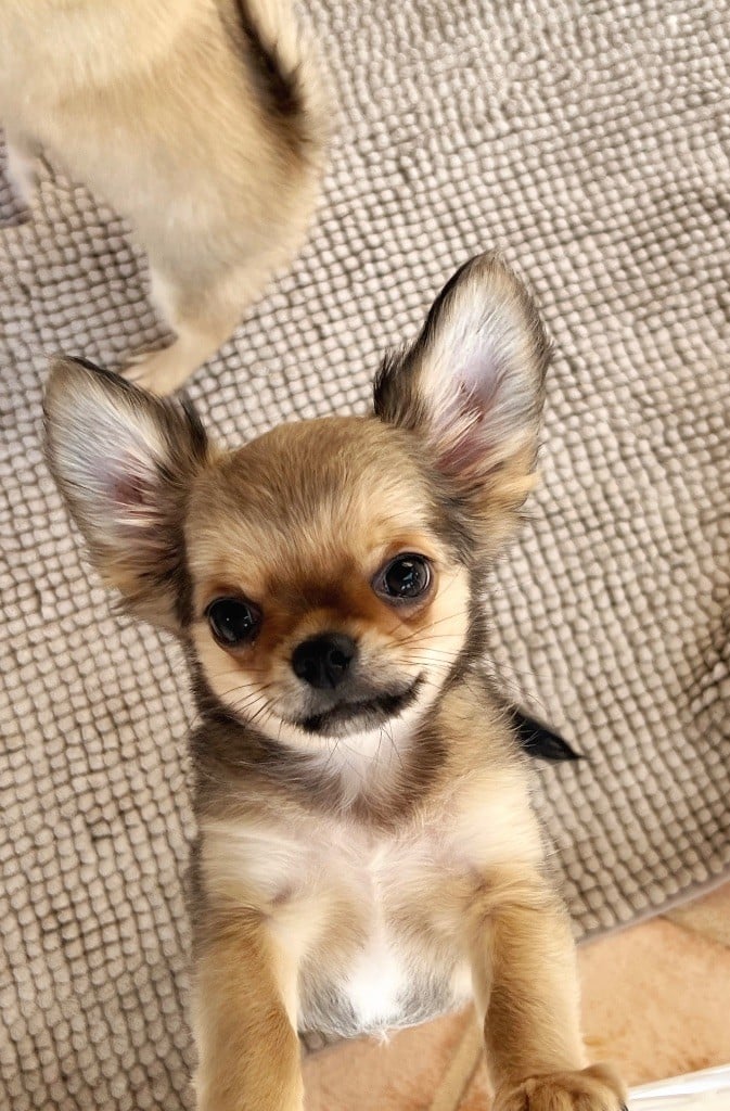 U'buffy summers Des Minis Boss