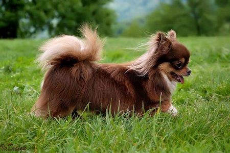 Publication : Des Minis Boss