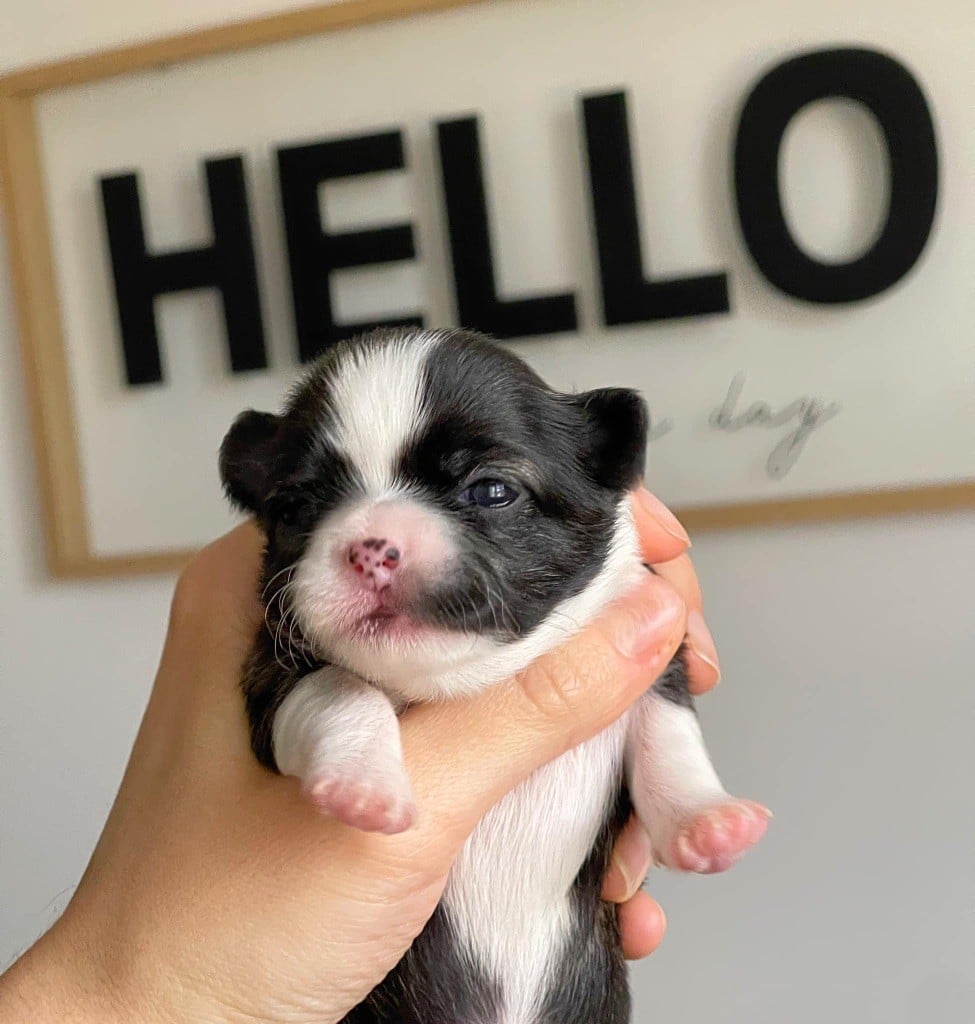 Publication : Des Minis Boss