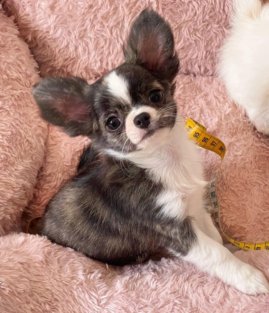 Publication : Des Minis Boss