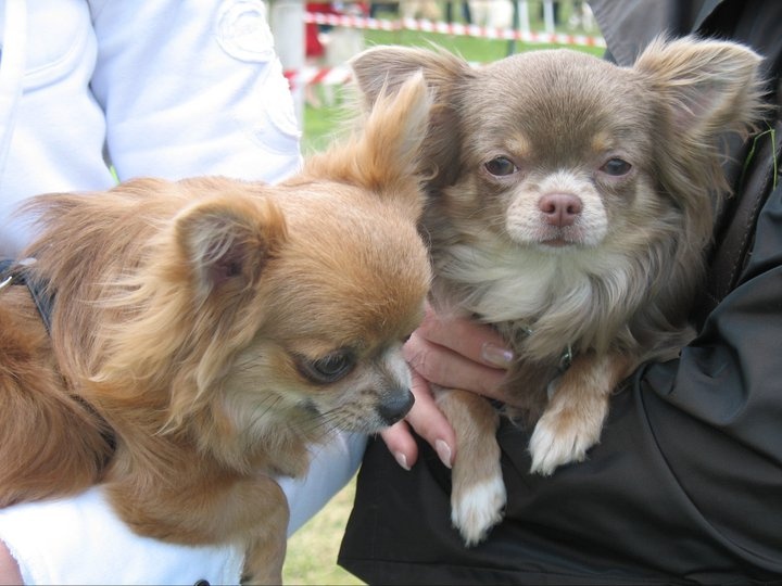 Publication : Des Minis Boss Auteur : SB