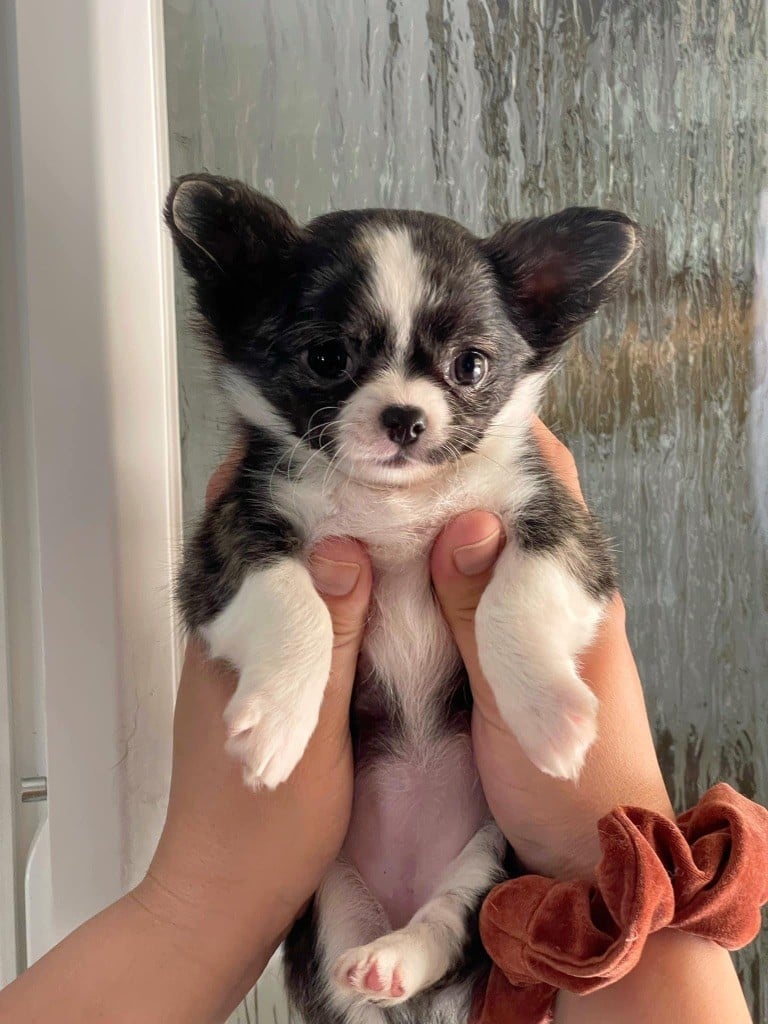 Publication : Des Minis Boss