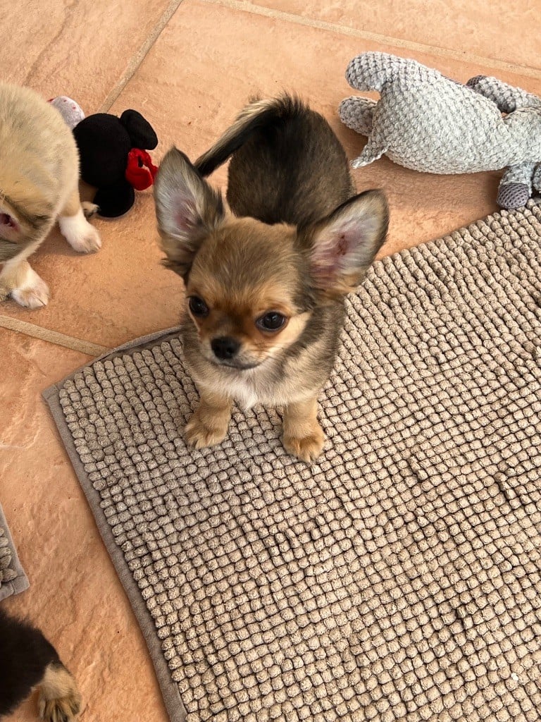 U'buffy summers Des Minis Boss