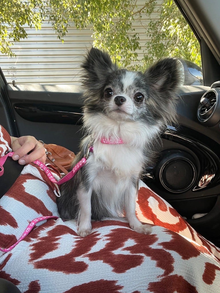 Publication : Des Minis Boss