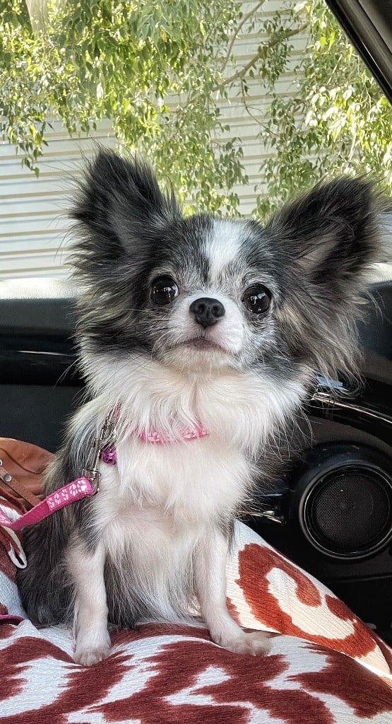 Publication : Des Minis Boss