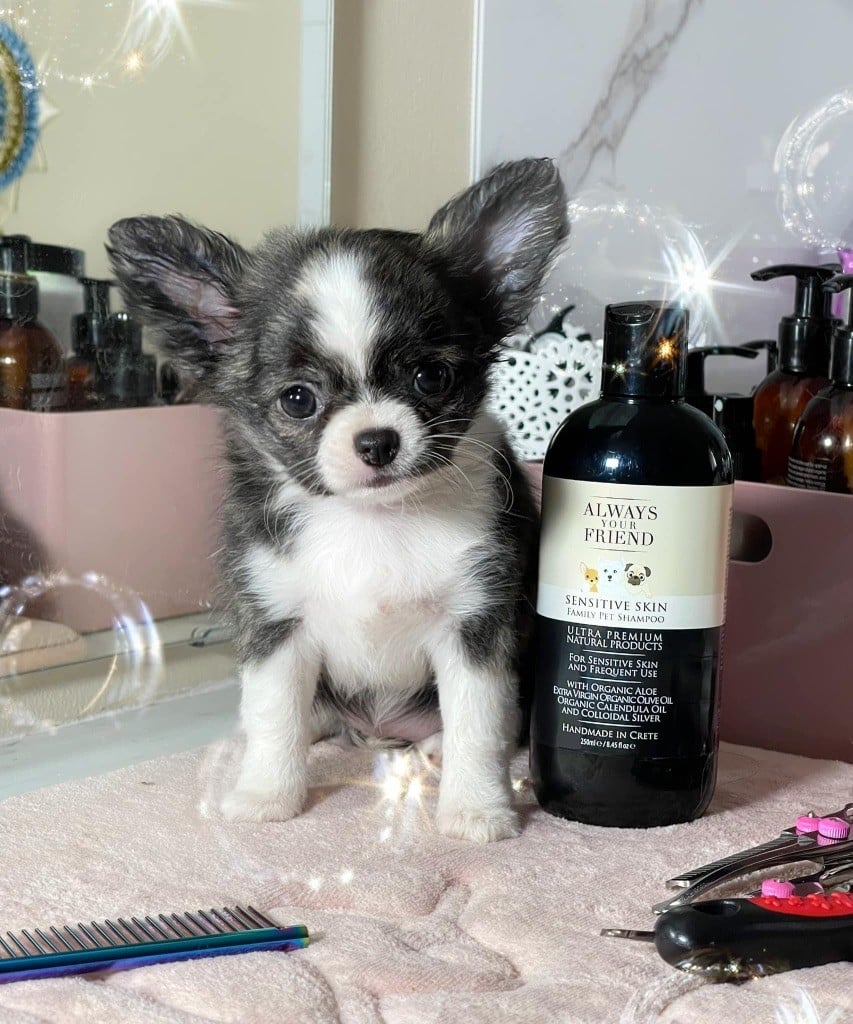 Publication : Des Minis Boss