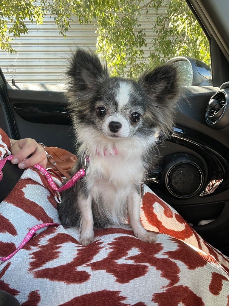 Publication : Des Minis Boss