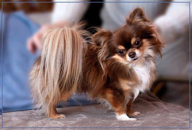 Publication : Des Minis Boss