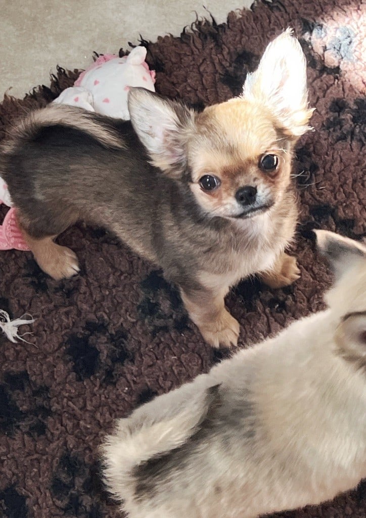 U'buffy summers Des Minis Boss