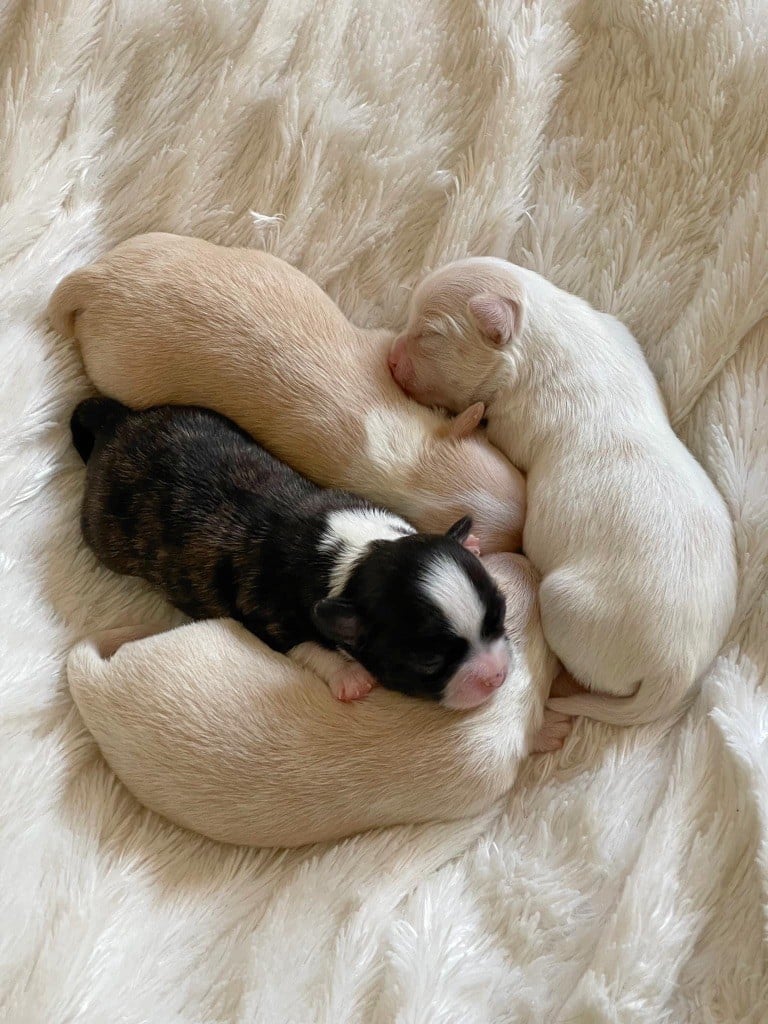 Publication : Des Minis Boss