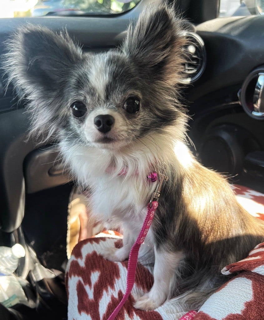 Publication : Des Minis Boss