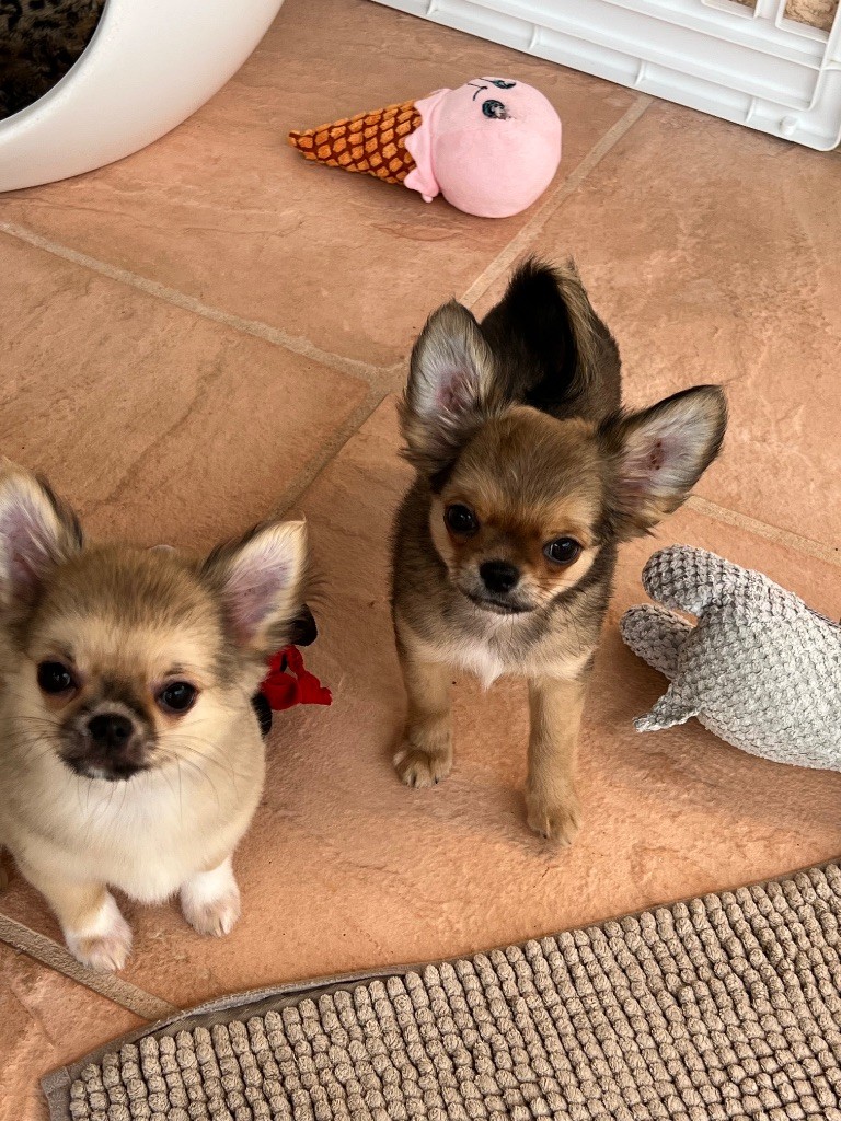 U'buffy summers Des Minis Boss