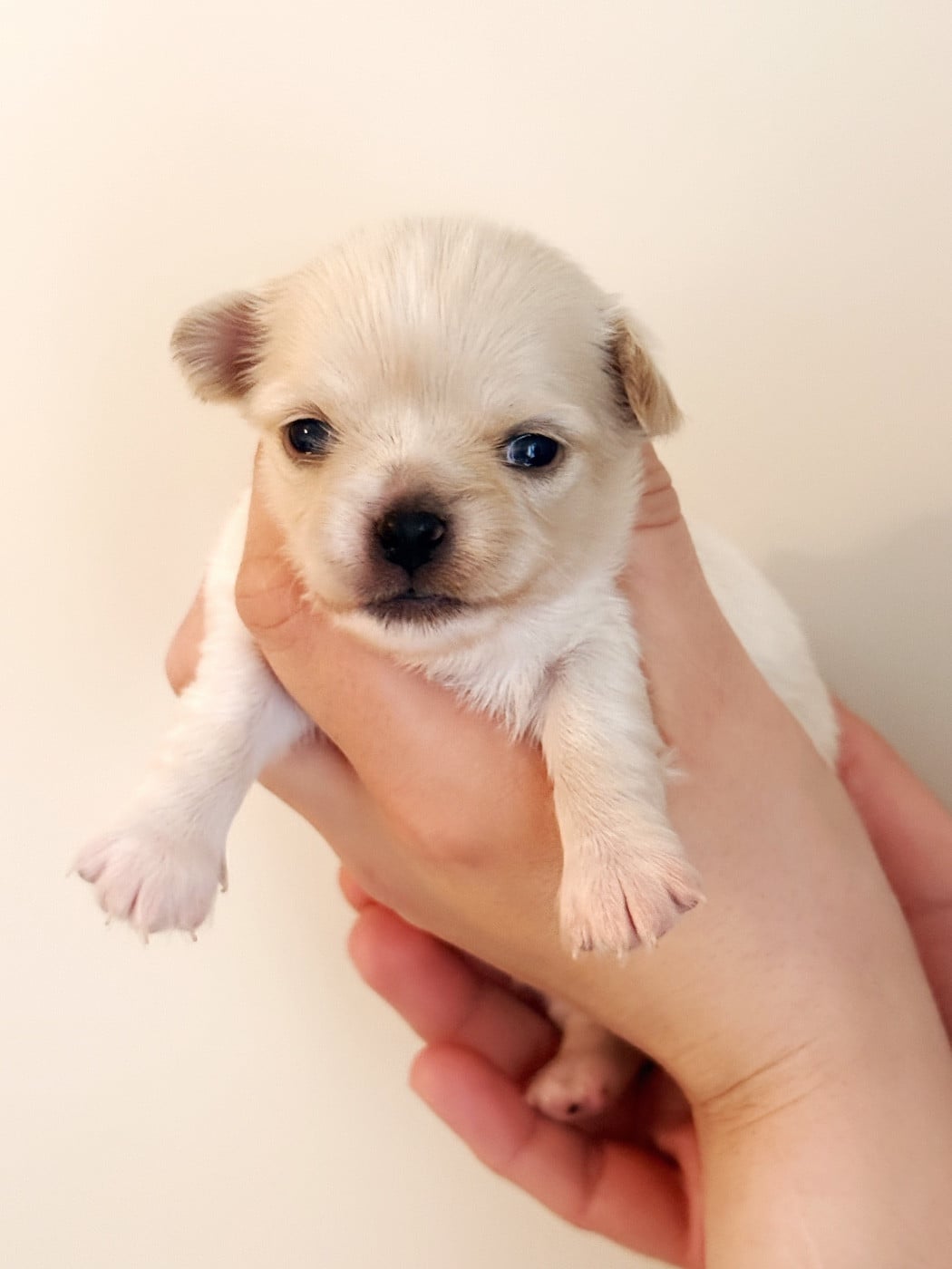 Femelle blanche crème - Chihuahua