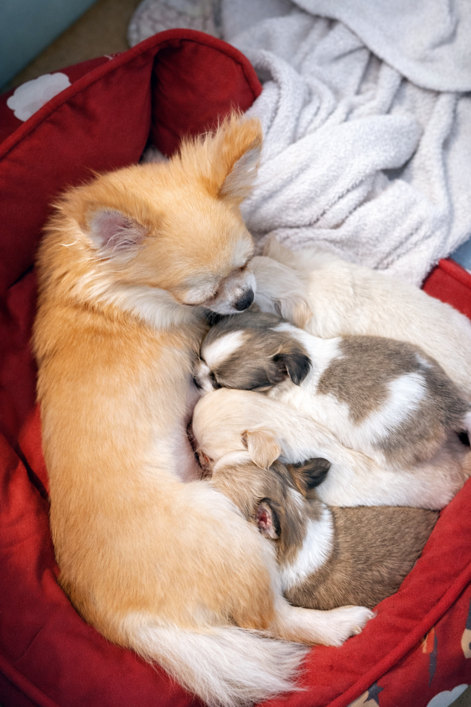 Chihuahua - Des Minis Boss