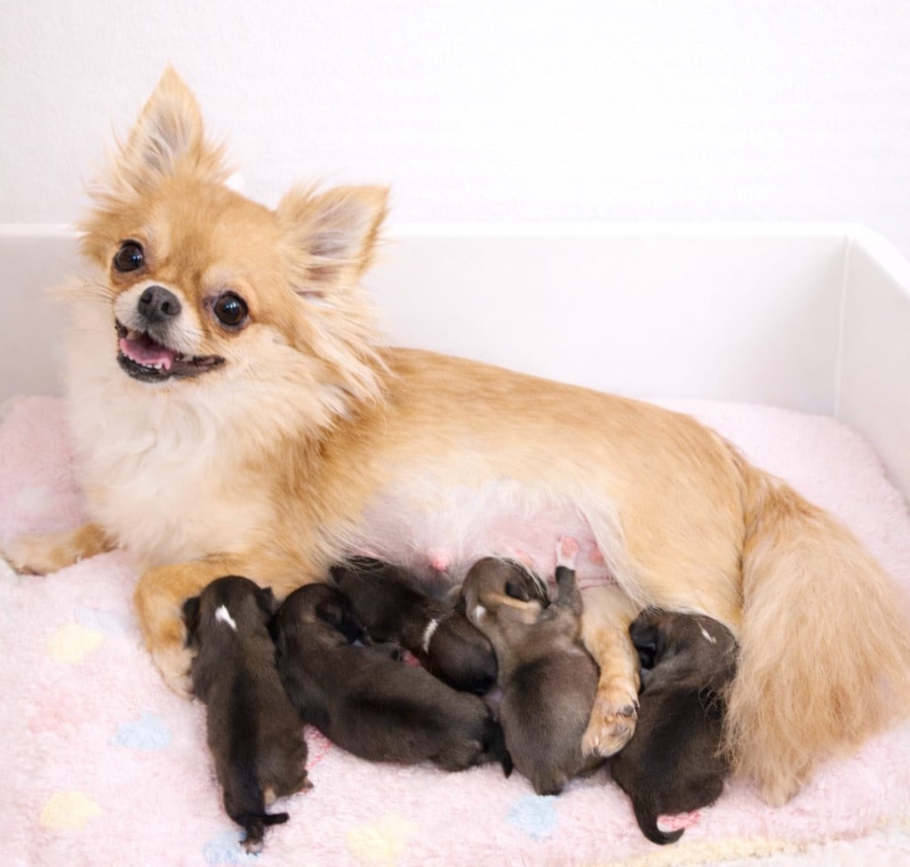 Chihuahua - Des Minis Boss