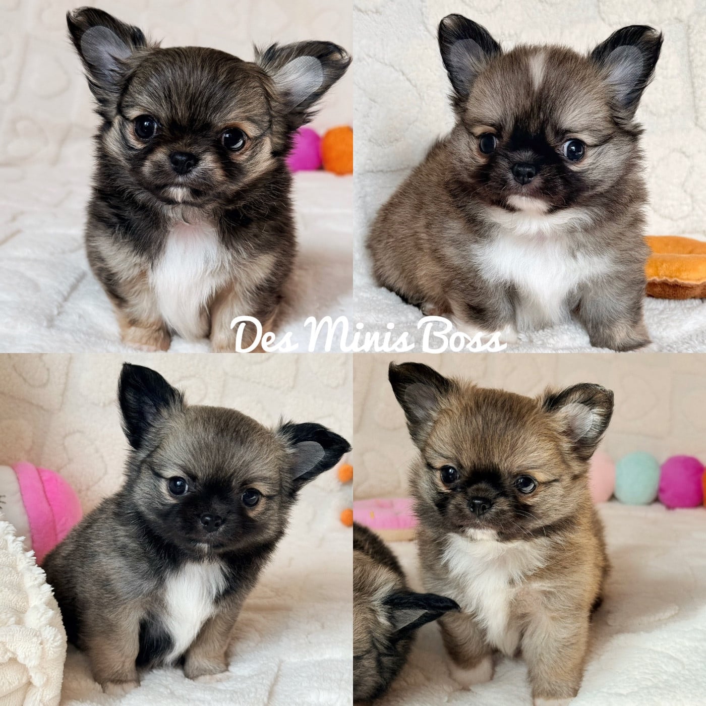 Chihuahua - Des Minis Boss