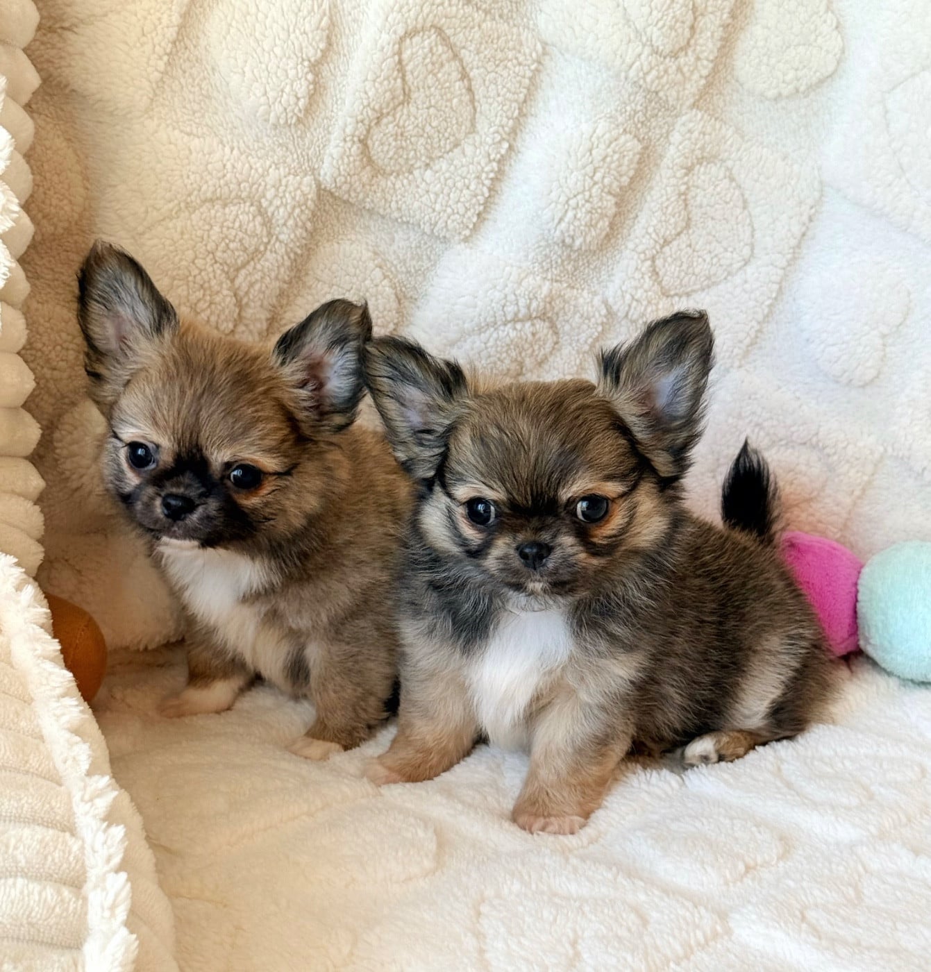 Chihuahua - Des Minis Boss