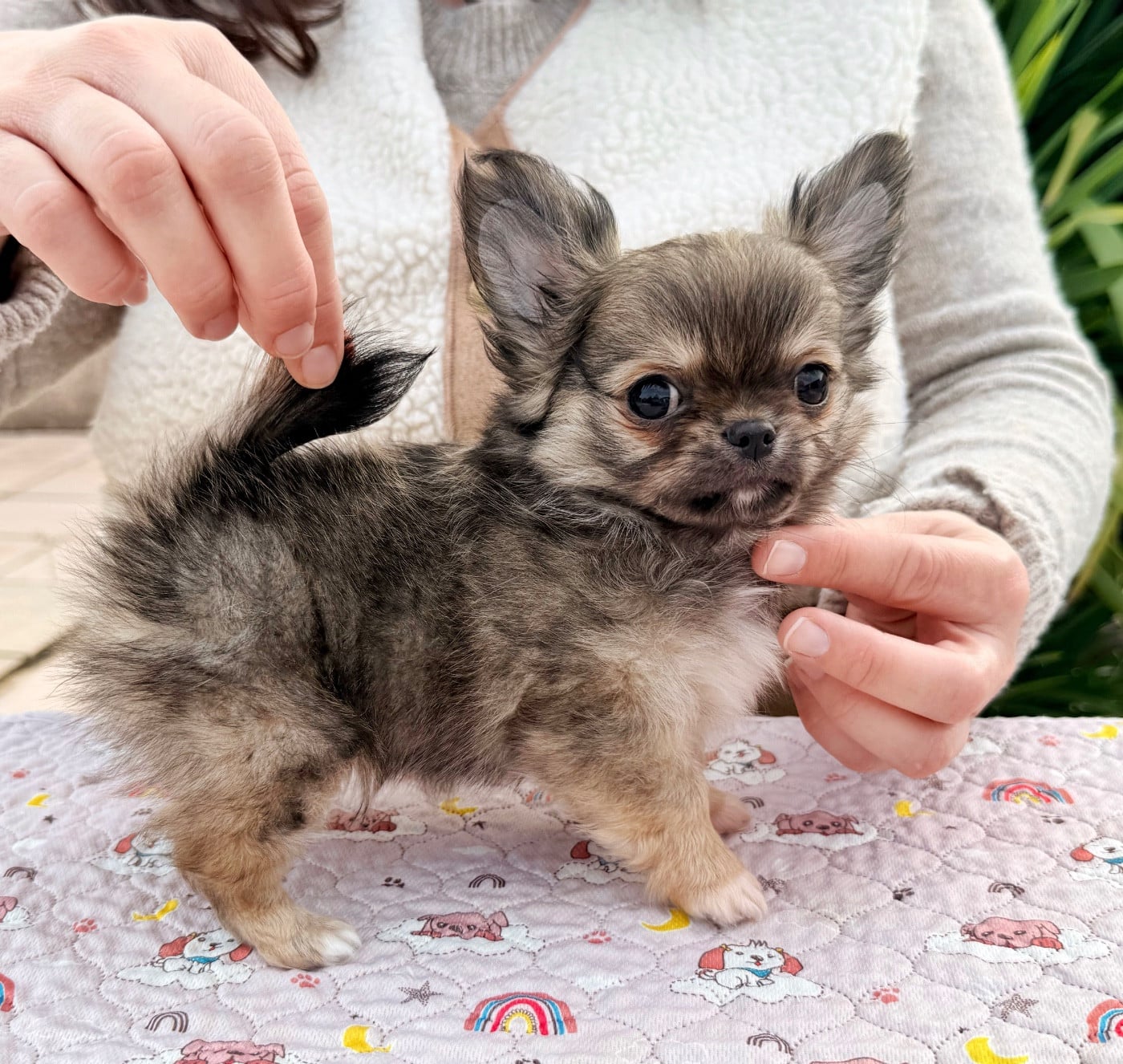 Chihuahua - Des Minis Boss