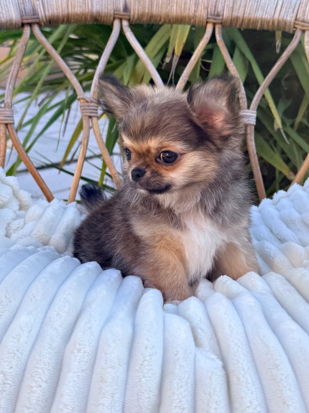 Chihuahua - Des Minis Boss