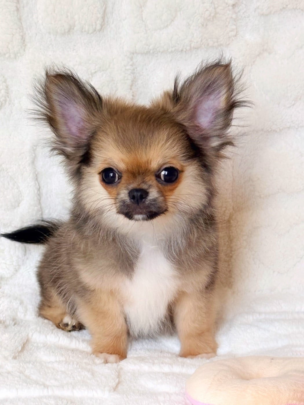 Chihuahua - Des Minis Boss