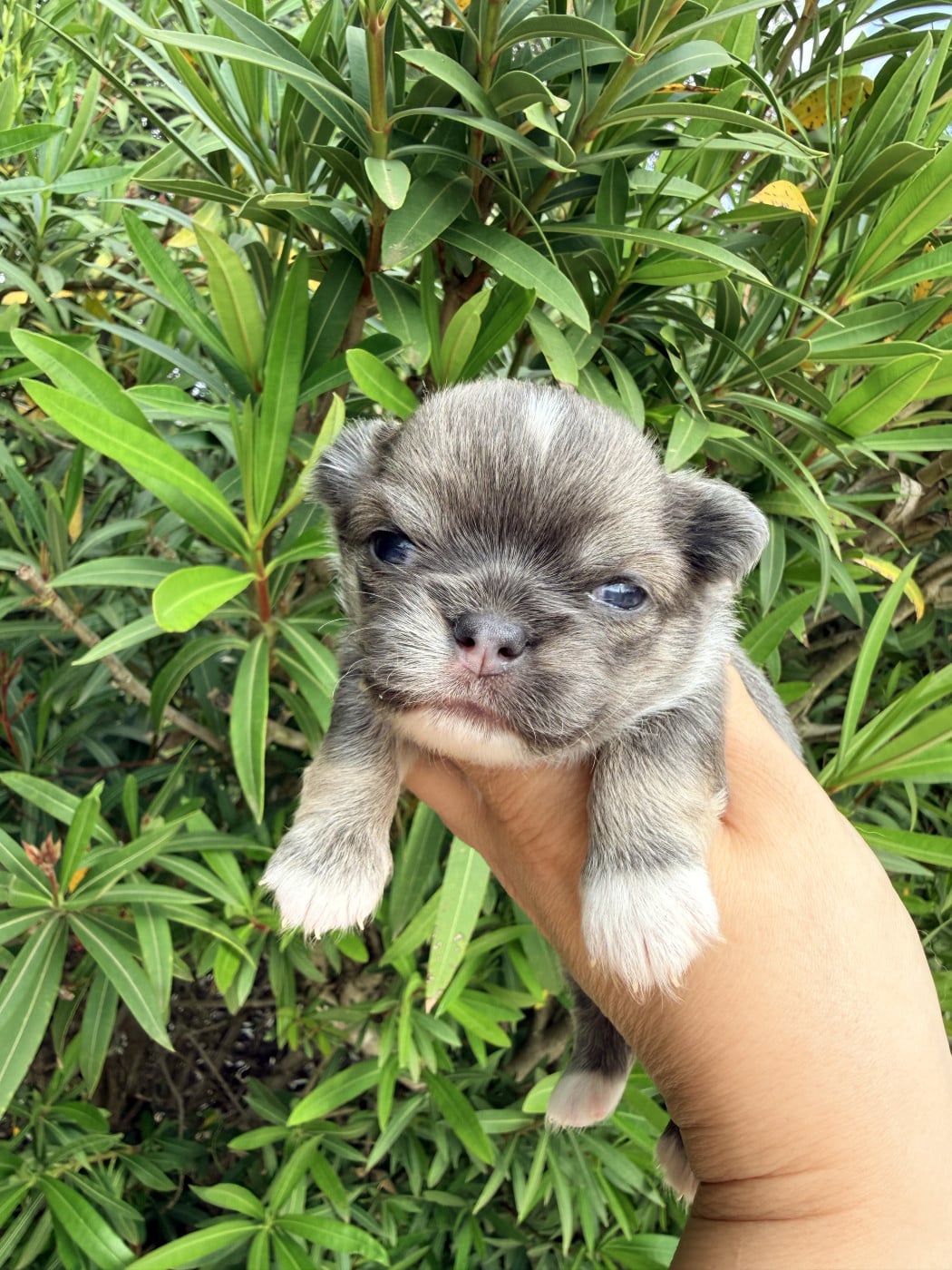 Chihuahua - Des Minis Boss